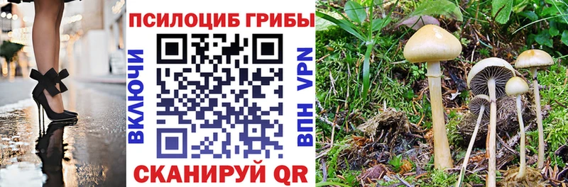 ссылка на мегу tor  Цимлянск  Псилоцибиновые грибы GOLDEN TEACHER 